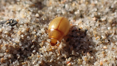 Halammobia pellucida