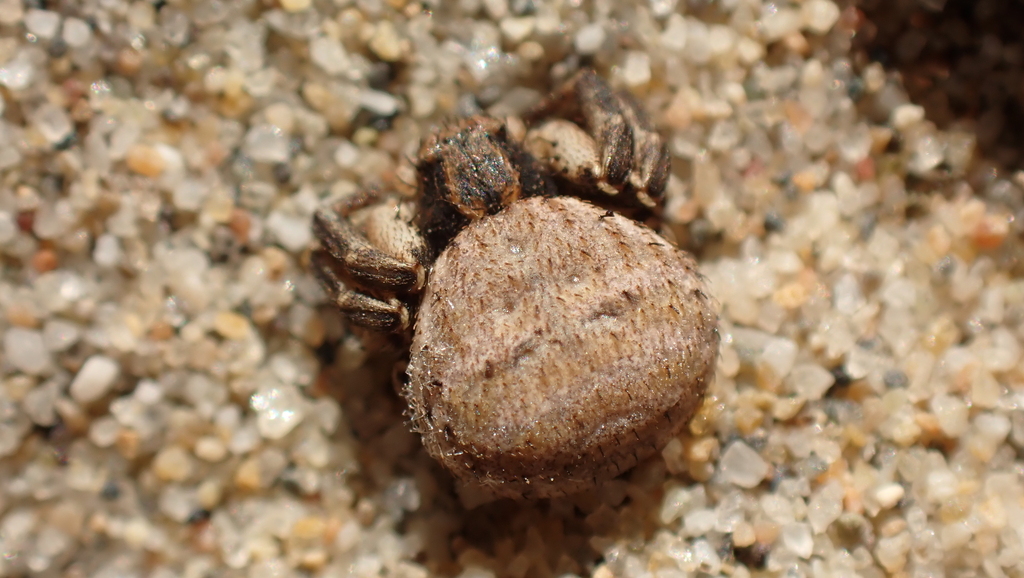 Bassaniodes bliteus