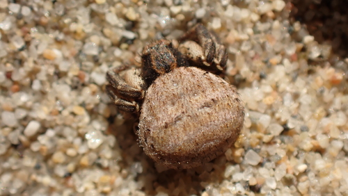 Bassaniodes bliteus