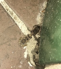 Eleutherodactylus atkinsi