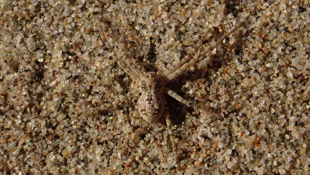 Sand Running-spider