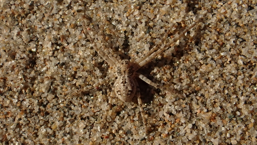 Sand Running-spider