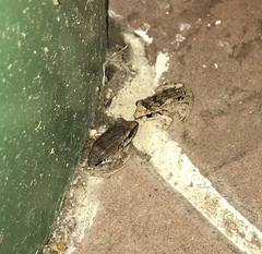 Eleutherodactylus atkinsi