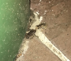 Eleutherodactylus atkinsi