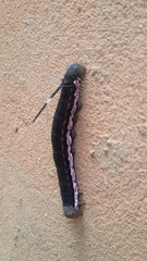 Isognathus scyron