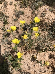 Oenothera tubicula