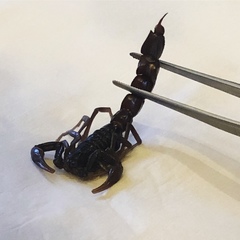 Androctonus crassicauda