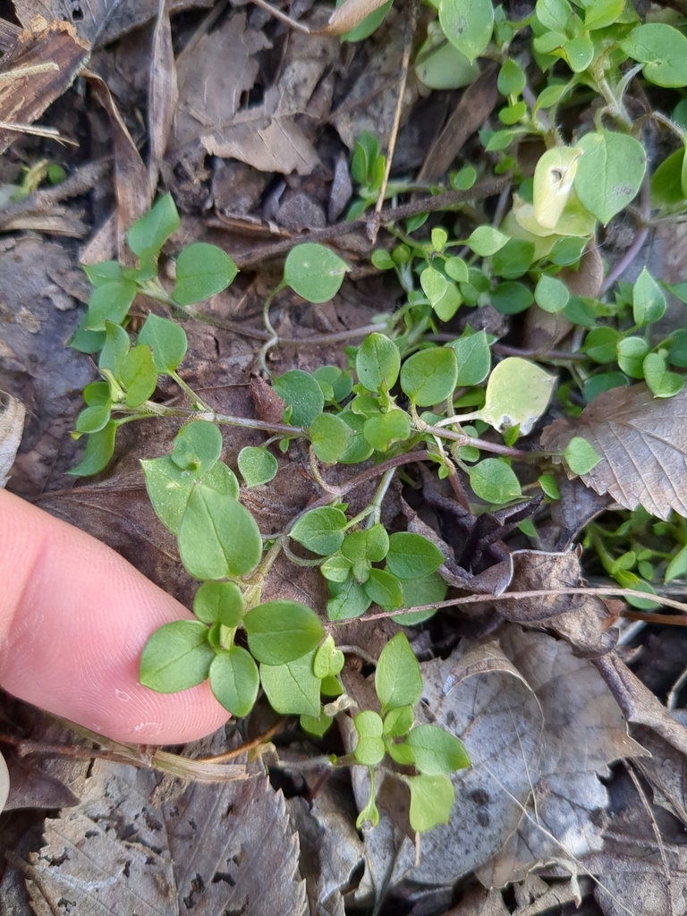 common chickweed from Wichita, KS 67212, USA on January 2, 2024 at 04: ...