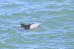 Cephalorhynchus heavisidii