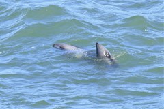 Cephalorhynchus heavisidii