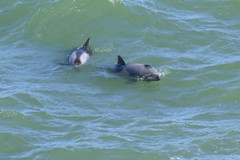 Cephalorhynchus heavisidii