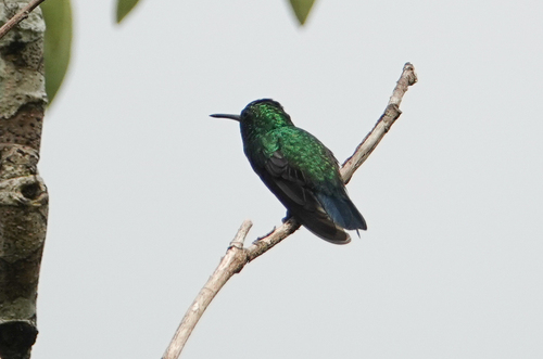 Blue-chinned Sapphire (Chlorestes notata), photo 8