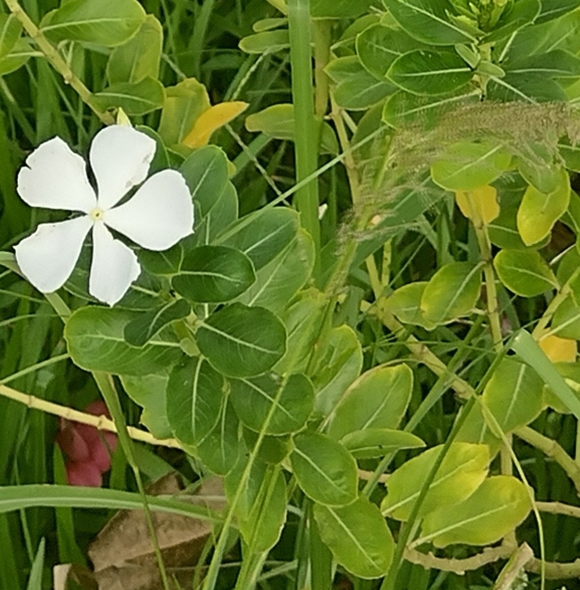 Imagem de Vinca