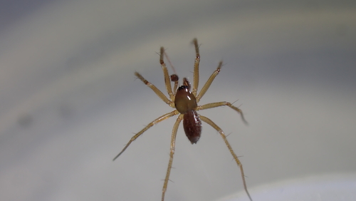 Palliduphantes arenicola