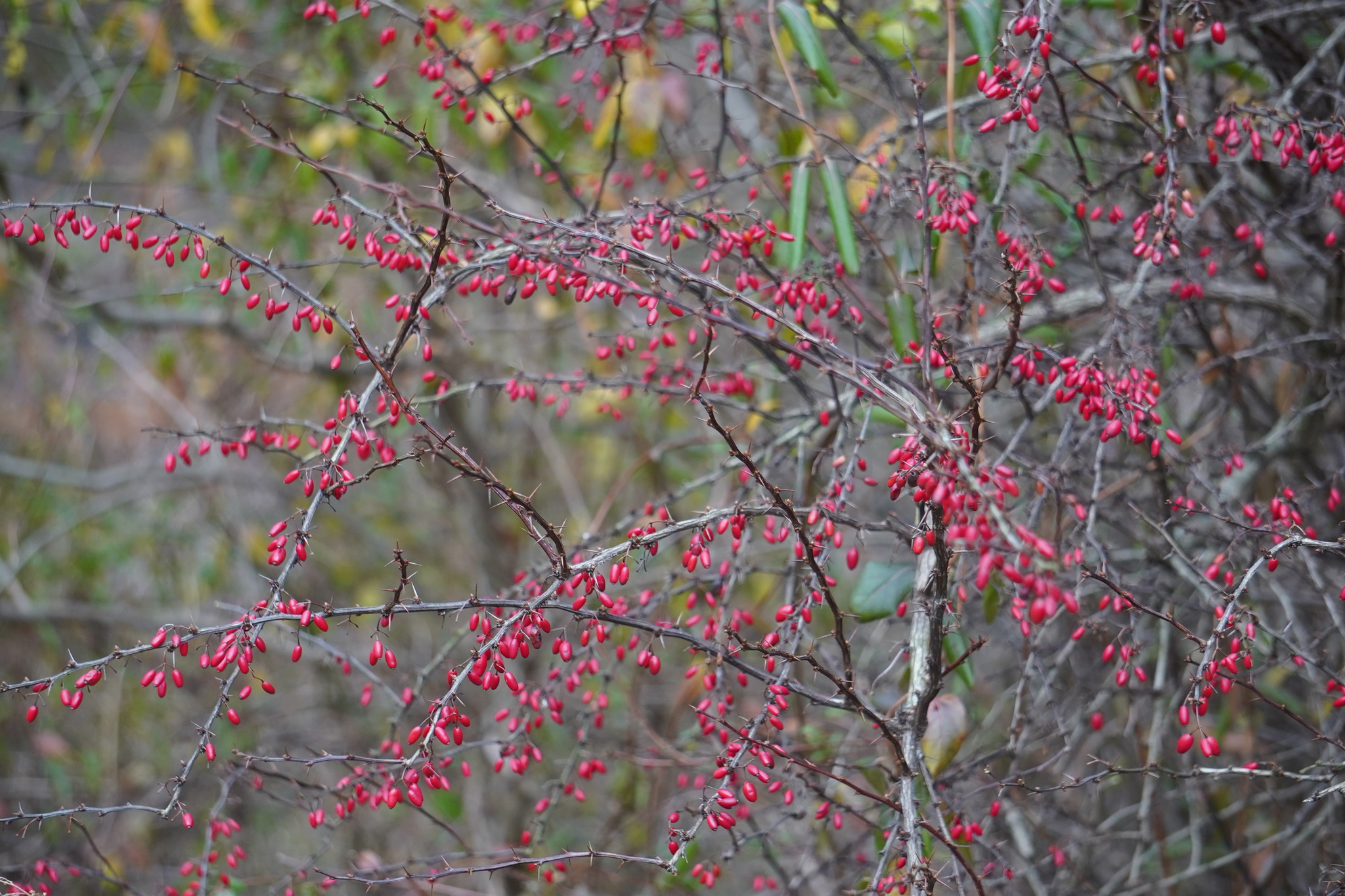 Imagem de Pimenta-de-jardim