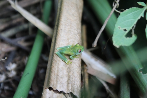 Guinle Treefrog