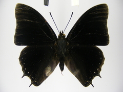 Charaxes etheocles carpenteri