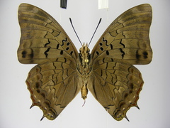 Charaxes etheocles carpenteri