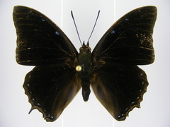 Charaxes etheocles carpenteri
