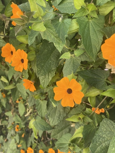 Foto de Maria-sem-vergonha