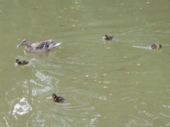 Anas platyrhynchos