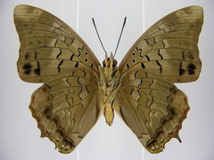 Charaxes etheocles carpenteri