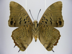 Charaxes etheocles carpenteri