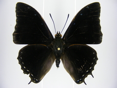 Charaxes etheocles carpenteri