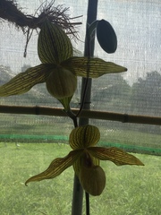 Paphiopedilum