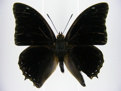 Charaxes etheocles carpenteri