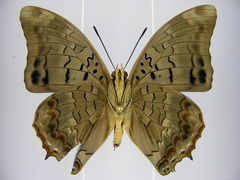 Charaxes etheocles carpenteri