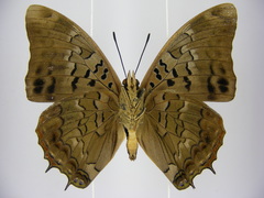 Charaxes etheocles carpenteri
