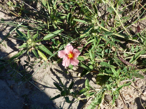 Sida anomala (Sida anomala)