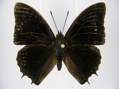 Charaxes etheocles carpenteri