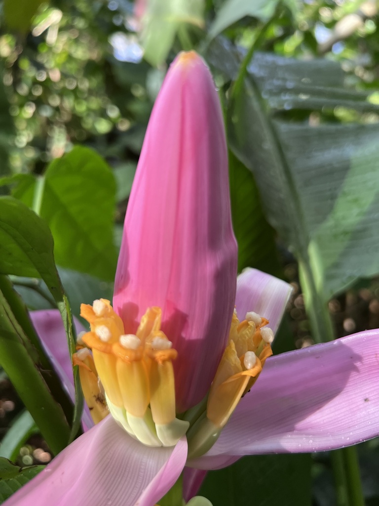 Foto de Bananeira ornamental