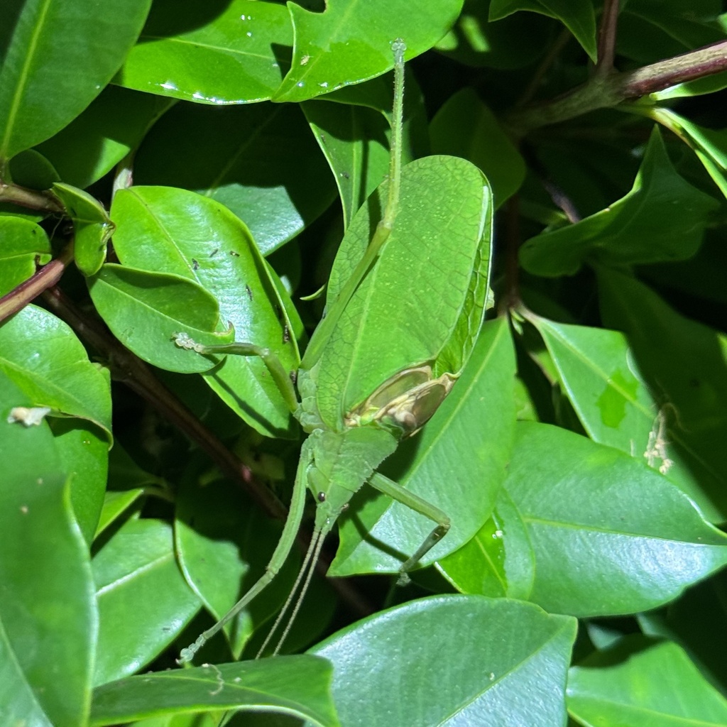 Mastighaphoides