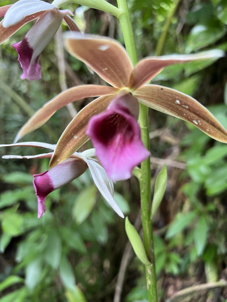 Foto de Orquídea-tanque