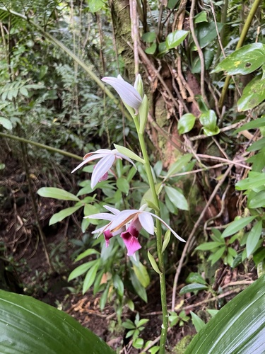 Foto de Orquídea-tanque