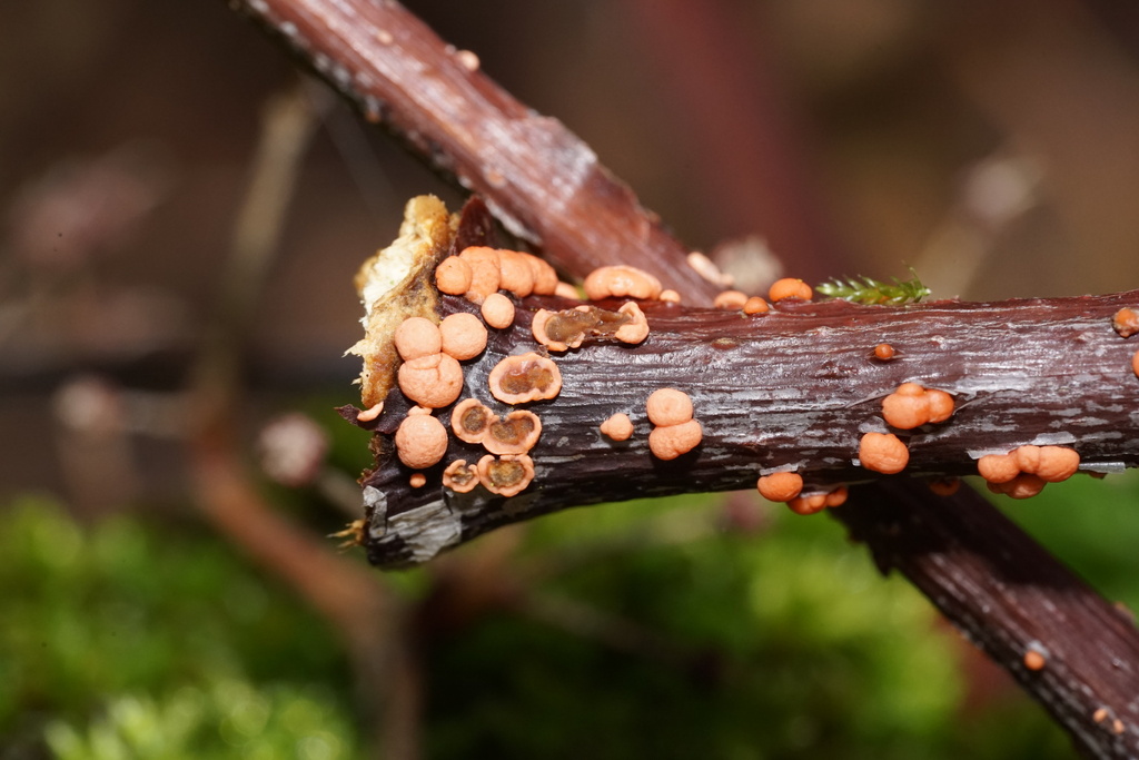 Coral Spot From Walla Walla Community College Walla Walla WA US On