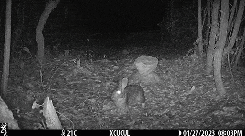 Yucatan Cottontail