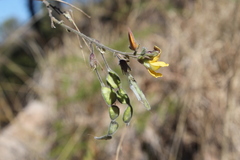 Aeschynomene fascicularis