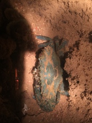 Thalamitinae