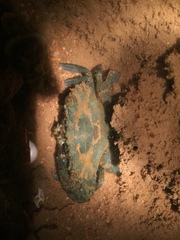 Thalamitinae