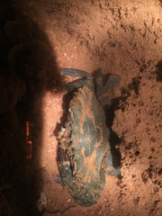 Thalamitinae