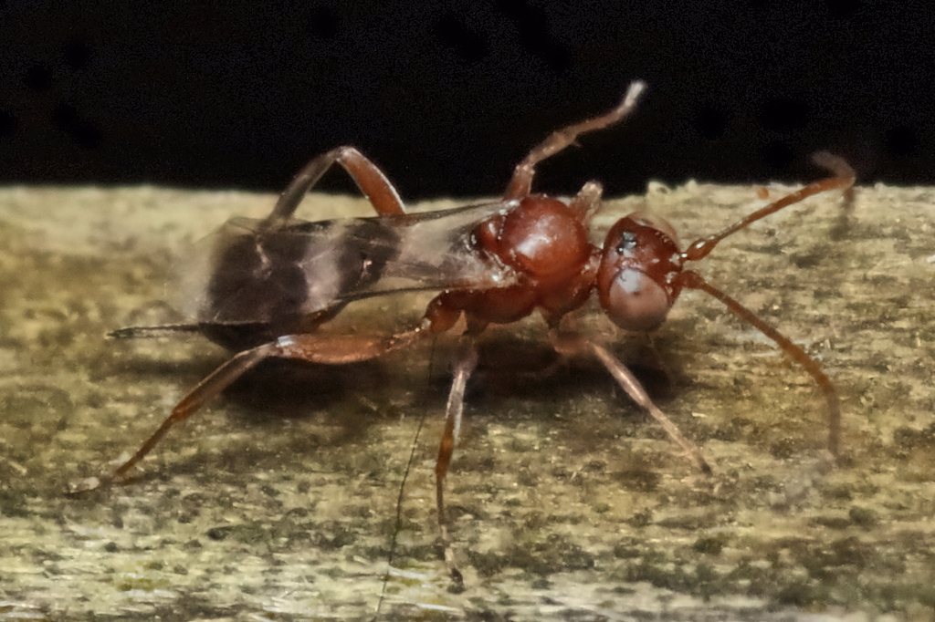 Parasitoid wasp