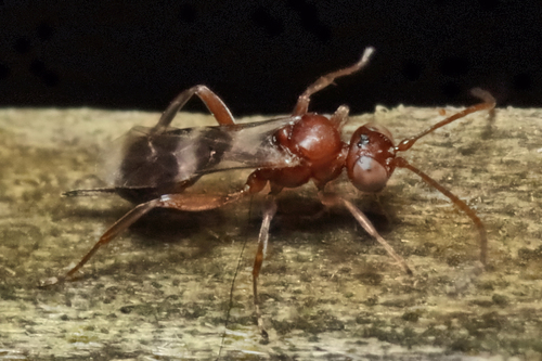 Parasitoid wasp