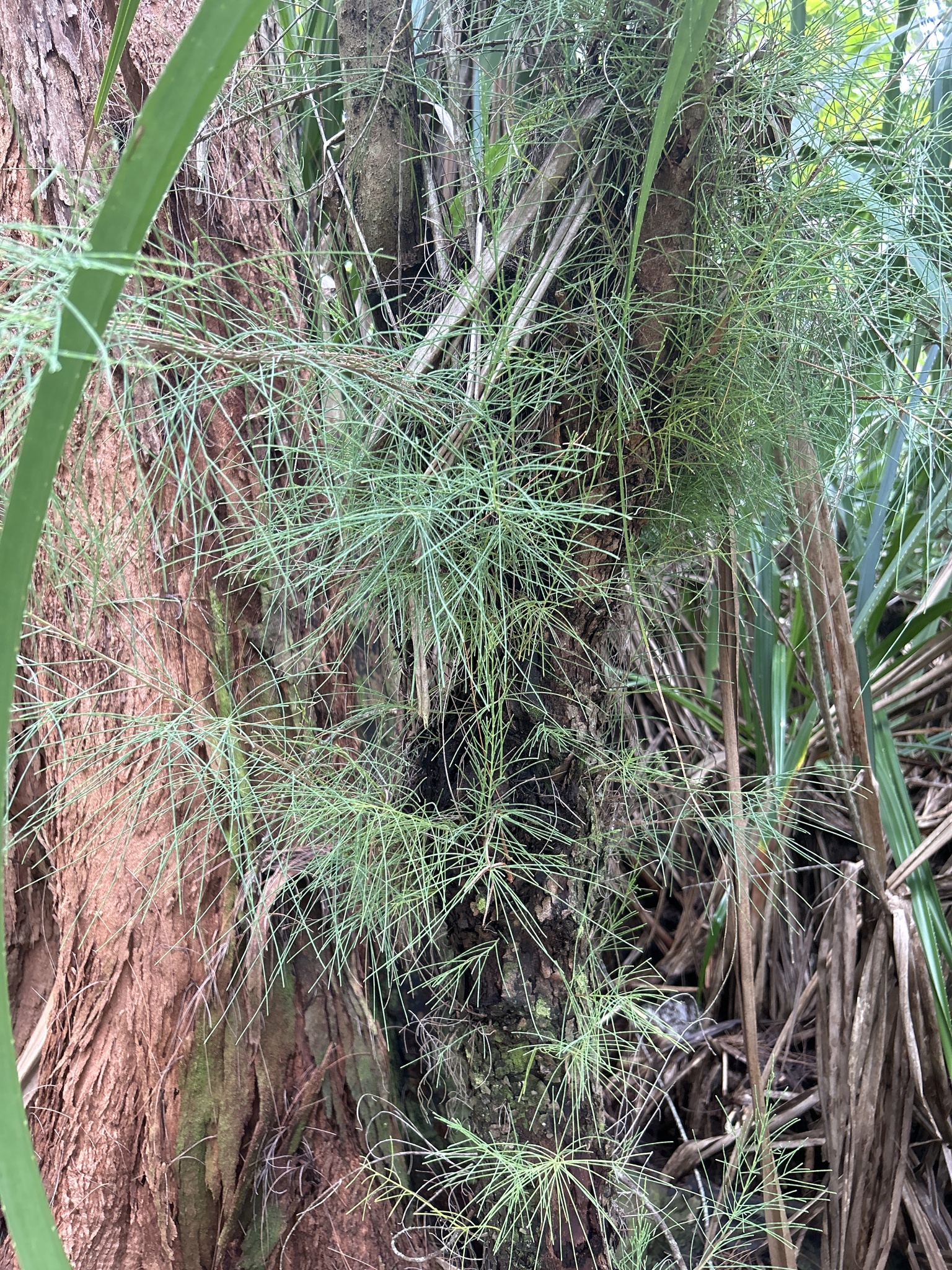 Imagem de Casuarina