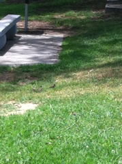 Haemorhous mexicanus