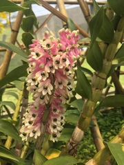Dendrobium smillieae