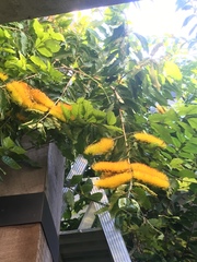 Combretum fruticosum